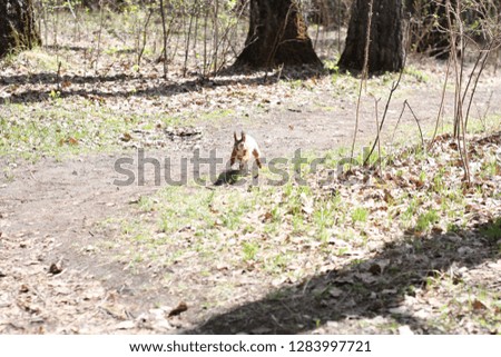 squirrel jump in forest