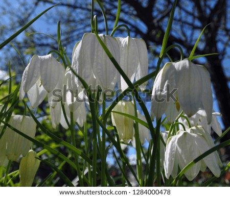A close-up photo of the flowering of Fritillaria in the summer. The picture is suitable for greeting cards for holidays (March 8, February 14, birthday).