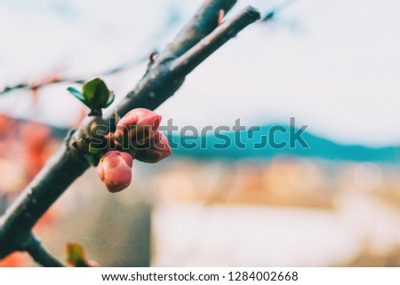 Close-up of three pink buds of chaenomeles japonica on a branch