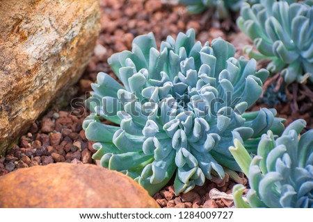 succulent on the rock ground