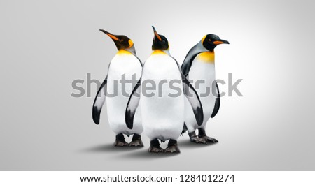 Three Emperor Penguins Isolated On Gray Background. Penguins Are In A Row