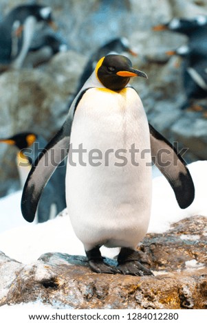 Emperor Penguin In The Arctic. Penguin Looking Right