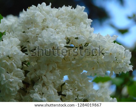 macro photo with decorative background texture of flowers and buds on a branch of lilac tree plant for garden landscape design and landscaping as a source for prints, advertising, posters, decor