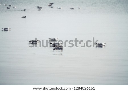 Seagulls swimming in the Baltic sea during winter