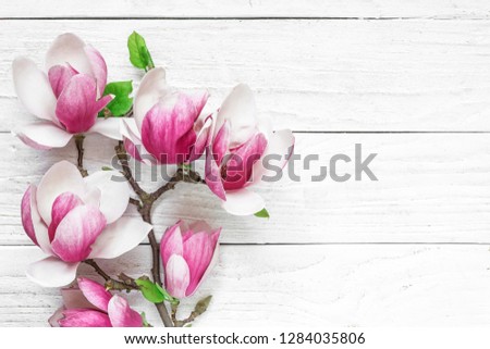 Beautiful pink magnolia flowers on white table with copy space for your text. top view. flat lay. wedding or womens day background