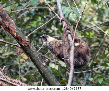 Closeup of a Two-toed Sloth climbing a tree in forest in Panama.The scientific name of this animal is Choloepus hoffmanni. Native to Central America and parts of South America.