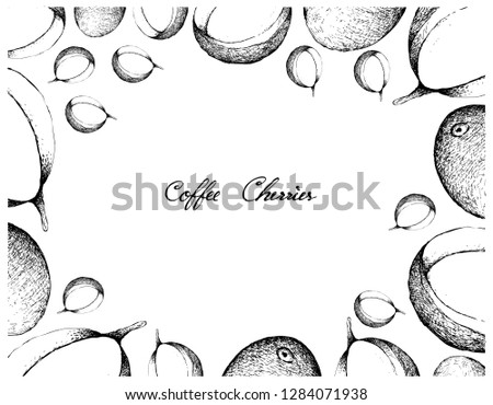 Illustration Frame of Hand Drawn Sketch of Coffee Berries with Coffee Beans Isolated on White Background.
