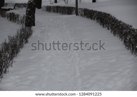 White snow-covered paths of the Park. Winter landscape