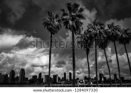 Monochrome image of palm trees in front of downtown San Diego.  Taken from Coronodo island.