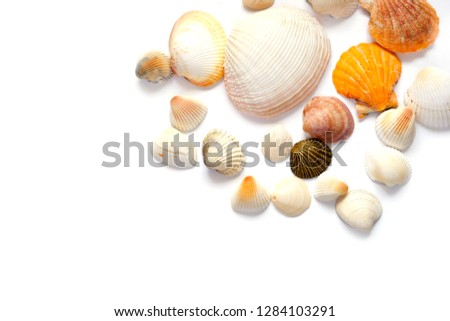 Seashells white and yellow on a white background. Concept: travel and tourism. Copy space.
