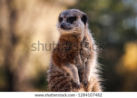 Portrait of a cute meerkat sitting on a rock looking around