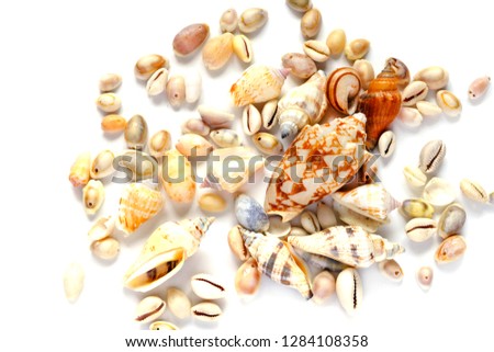 Beautiful seashells on a white background. Shell of different sizes and shapes. Concept: rest, vacation, travel. Suitable for description in travel magazines, on banners, posters, flyers.