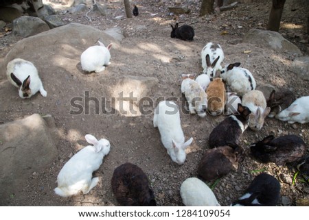 Group of rabbits on the ground