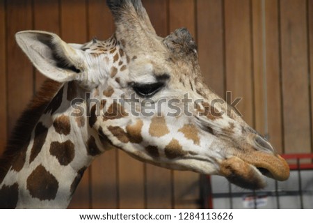 A giraffe head