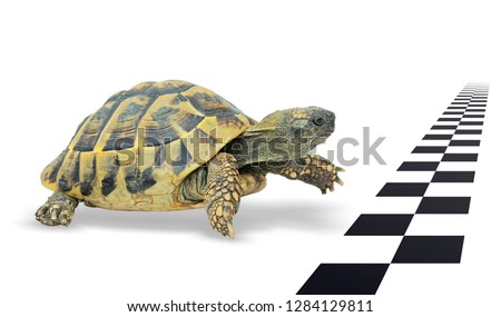 Turtle just before the finish line Royalty-Free Stock Photo #1284129811