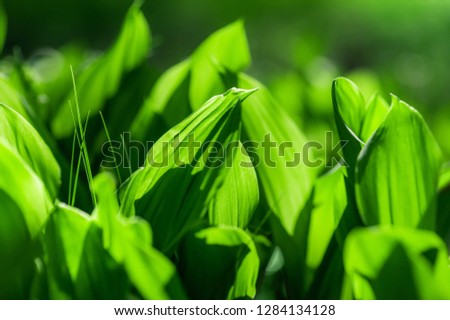 leaves of lily of the valley. natural spring (summer) background& picture with soft focus