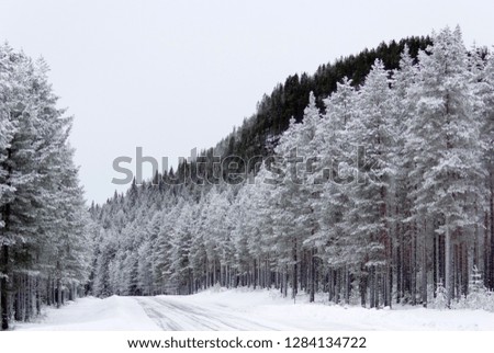 Frost covered trees and forest along a small winter road.