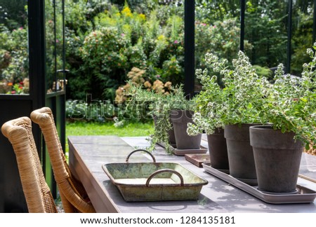 Plants in concrete grey pots set in a row on a table, decorative tray with handles, wicker chairs, in orangery in the sunlight. Open glass doors and greenery in the blurred background. Close-up. Royalty-Free Stock Photo #1284135181
