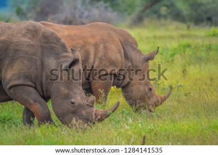 A cute male bull white Rhino in Kruger National Park