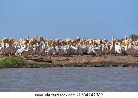 Hunting white pelicans at the lake in Djoudj National Bird Sanctuary, Senegal 
