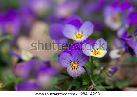 Spring flower background. Flowers heartsease on the flowerbed. Shallow depth of field
