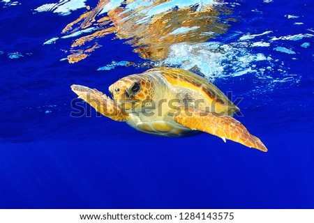 Ocean turtle photo
