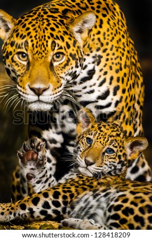 Protective Female Jaguar looking towards the camera while her little cub shows its paw