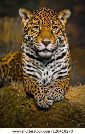 Adult Female Jaguar sitting on the rock looking into the camera