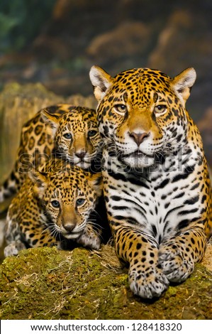 Two little Jaguar Cubs and their mother looking into the camera