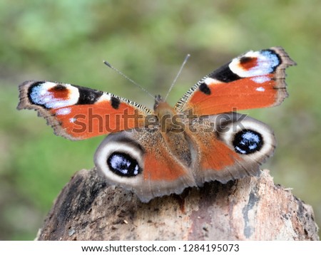 Beautiful peacock butterfly