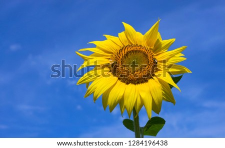 Two bees collect nectar on sunflower. A bright yellow sunflower on a blue sky background.