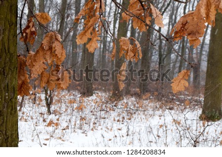 The leaves of the oak have dried. Even if the winter came, they did not fall out of the tree.