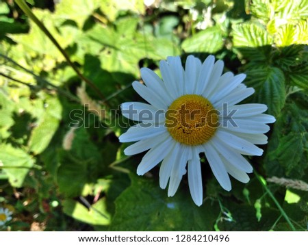 A beautiful daisy I found blooming on the coast of California. 