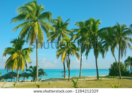 Сoconut palm trees on the background of the ocean and blue sky Royalty-Free Stock Photo #1284212329