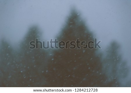 Blurry photo of  fir forest in cold season
