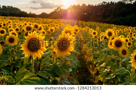 Field of sunflowers. Sunflowers flowers. Landscape from a sunflower farm. A field of sunflowers high in the mountain. Produce environmentally friendly, natural sunflower oil. Lots of sunflowers.
