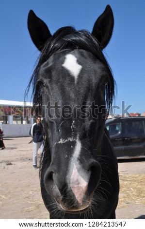 Beautiful horse head - Image