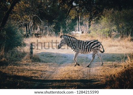 A zebra crossing the track in the marshland at sunset, Moremi National Park, Okavango Delta, Botswana