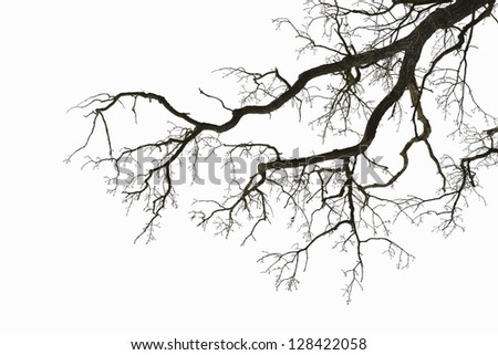 Natural color silhouette of a leafless tree against an overcast sky.