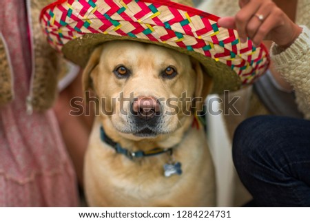 Golden labrador wearing sombrero.