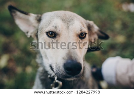 Person caressing cute gray dog with sad eyes and emotions in park. Dog shelter. Adoption concept. Woman petting scared dog in city street.