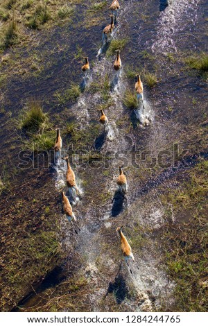 Red Lechwe (Kobus leche), running in the floodplain, aerial view. Okavango Delta, Moremi Game Reserve, Botswana. The Okavango Delta is home to a rich array of wildlife.