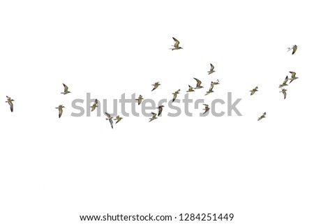 Flock of seagulls isolated on white background.