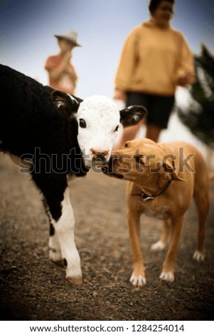 View of a pet dog licking a calf.