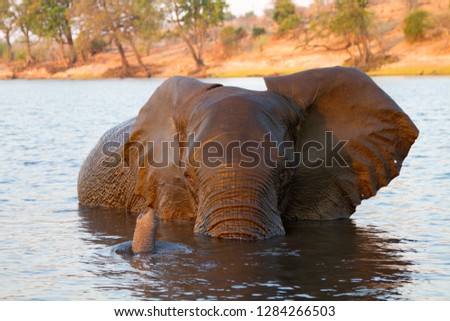 African Elephant (Loxodonta africana), in the river, Chobe National Park, Botswana.