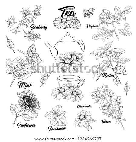 Tea Herbs Botany Plants Outline Set. Sketch Isolated Hand Drawn Engraved Illustration of Stinning Daisy or Chamomile Flower. Dogrose, Mint, Tutsan Herb. Herbal Medicine Nettle. Seaberry and Sunflower Royalty-Free Stock Photo #1284266797