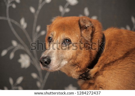red old dog,  metis alabai