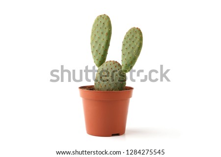 Cactus opuntia in pot isolated on white background. Cute young succulent cactus.
 Royalty-Free Stock Photo #1284275545
