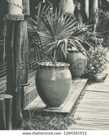 Patio interior. Outdoor patio. Pots with decorative plants on a terrace. Matte background. Black and White photography 