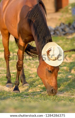 Funny picture of a chestnut horse grazing with a straw hat on its head